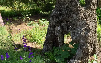 The Garden (Part 1/4 Of Let Nature Nurture You series)