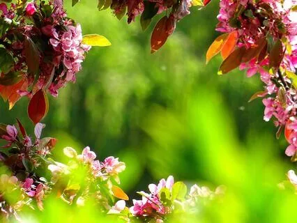 The Garden Within - Meditative Music