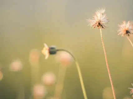The Gentle Art Of Listening  - 20 Min Daily Insight