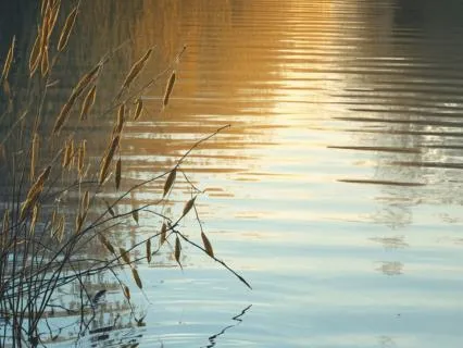 The Gentle Calm Within — Releasing Anxiety (432Hz)