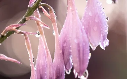 The Gentle Raindrops Guided Meditation