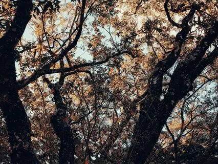 The Gentle Rustle Of Leaves