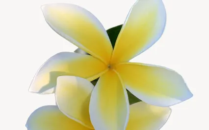 The Gift Meditation - Realigning To Our Highest Blueprint