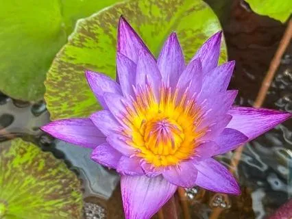 The Gift Of Beauty In Nature And Life