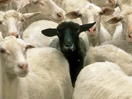 The Gift Of Being A Black Sheep