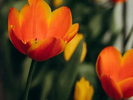 Day 14  The Gift Of Going The Extra Mile - March 27