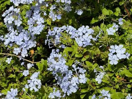 The Gift Of Goodwill