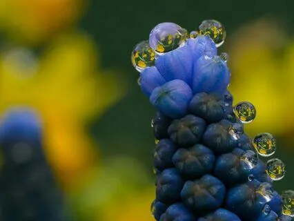 The Gift Of The Five Senses