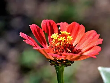 The Gifts Imprinted In Your Soul