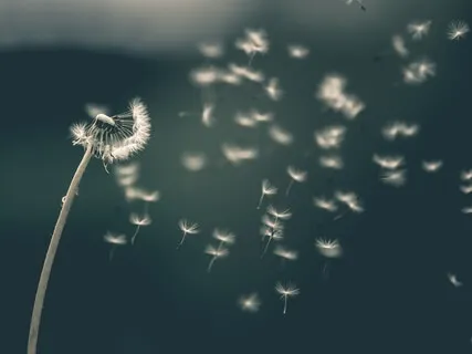 The Gifts Of Impermanence