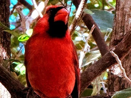 The Gifts Of Spiirit