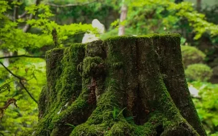 The Giving Tree By Shel Silverstein