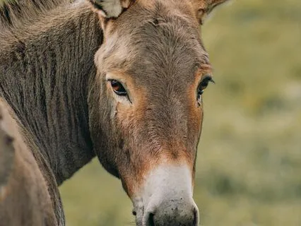 The Goat, The Table, The Donkey And The Cudgel