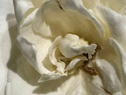 The Gift Of Gratitude