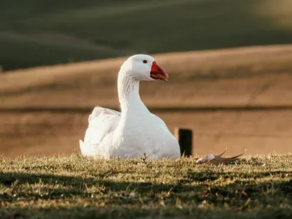 The Golden Goose (Remastered)