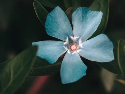 The Golden Heart Of Gratitude Yoga Nidra