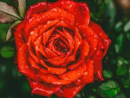 The Golden Thread: Healing For The Throat-Heart-Womb Axis