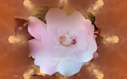 The Grace Of Gratitude