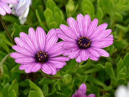 The Grand Experiment – Unraveling Shaltazar 