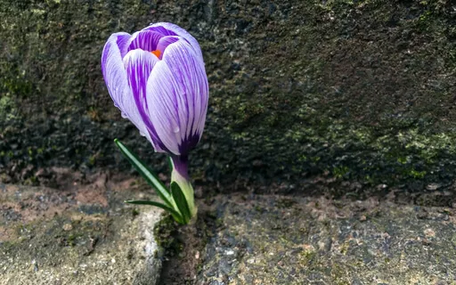 The Grand Opening (A Dangerous — But Worthy Dare)