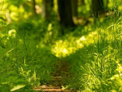 The Grassy Sunlit Path - A Meditation To Loosen Anxiety
