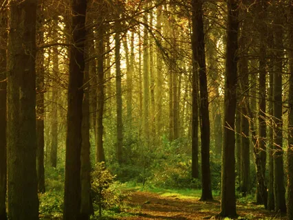 The Gratitude Meditation