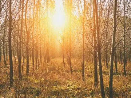 The Great Balloon Race: A Winnie-The-Pooh Bedtime Story