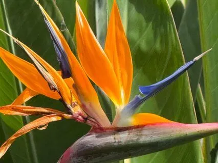 The Great Conductor's Music