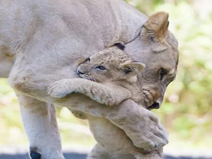 The Great Encourager