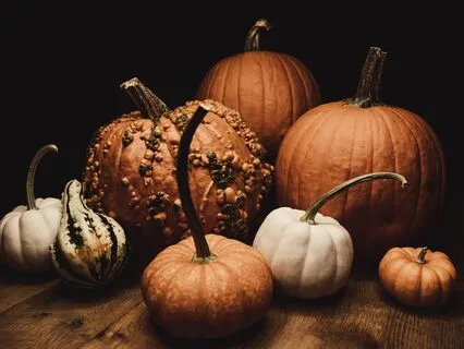 The Great Pumpkin Sail In Sugar Hollow | Cozy Bedtime Story