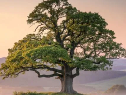 The Great Reorganization: Eris & Collective Transformation
