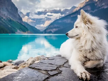 The Great White Wolf