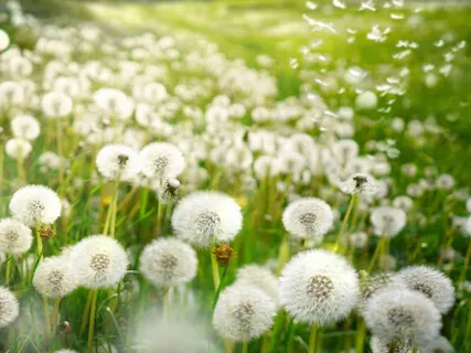 The Greater Good - The Garden Of Gethsemane 