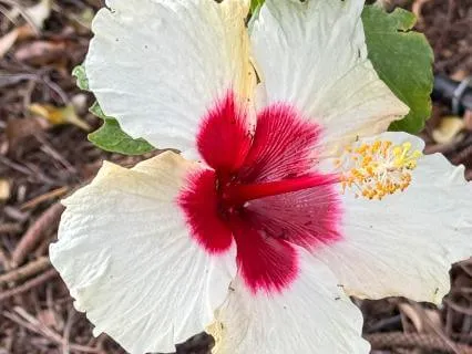 The Greatest Gift Is Share Is Love