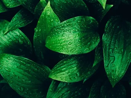 The Green Forest (Soundscape Meditation)