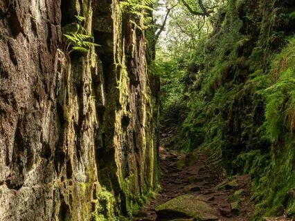 The Green Knight's Game | Sleep Story With Music