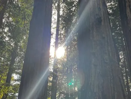 The Green Temple~ Reiki Inspired Plant Medicine Meditation