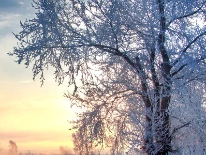 The Grounding Tree: A Yoga Nidra For Rooted Rest