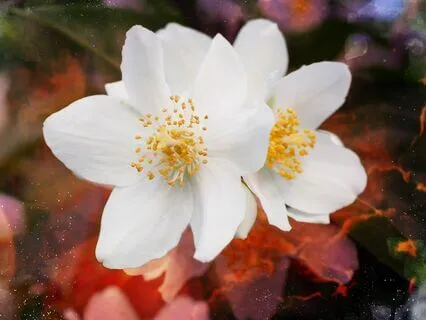 The Guest House By Jalaluddin Rumi