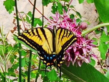 The Guest House By Rumi - A Poem