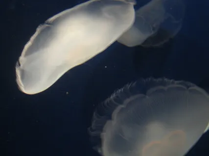 The Gunas: An Experiential Reflection