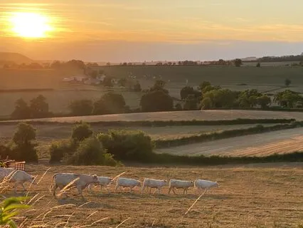 The Hague - Sleep And Anxiety Relief