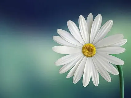 The Happiness Of Breath And Mind Immersed Together Right Now