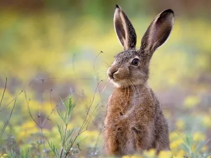 The Hare’s Gift- A Spring Equinox Story