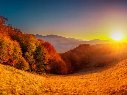 The Harmony Of The Forest 