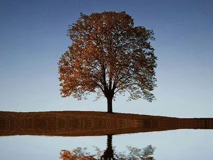 The Harmony Of Tree And Wind: Nature Sleep Meditation