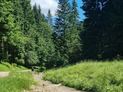 The Healer In The Forest: The Power Of Solitude