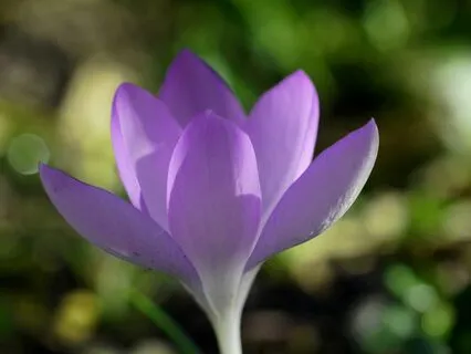 The Healing Balm Of Loving Kindness