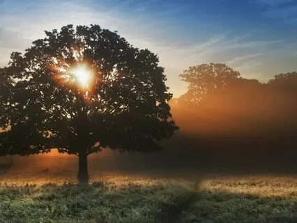 The Healing Collection For Anxiety & Sleep