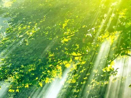 The Healing Forest: A Guided Visualization For Grounding